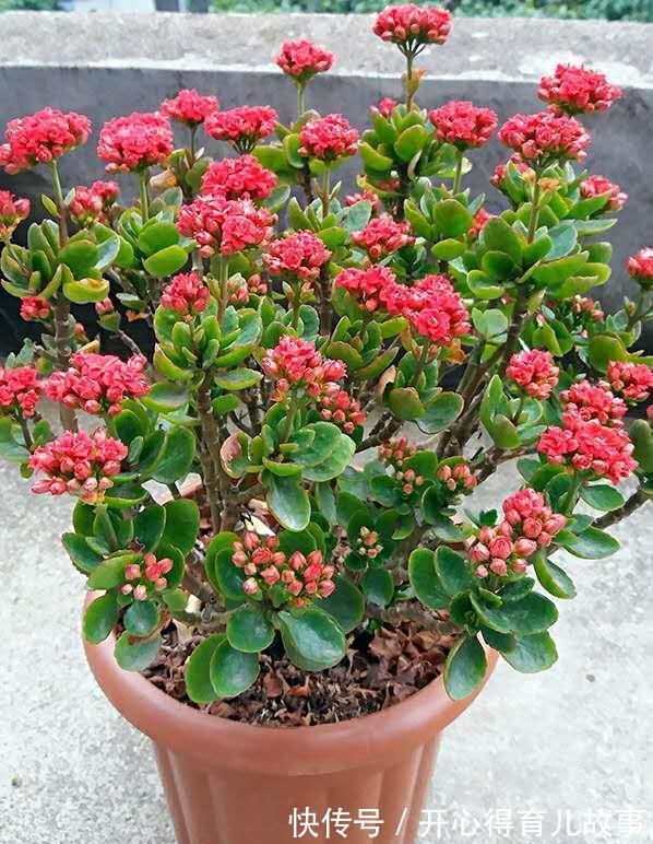 冬天|长寿花有4喜和3怕,冬天养护尤其要注意