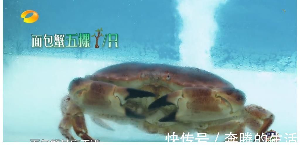 黄磊又黑脸?陈赫点名要小龙虾却剩下半盘,豪华食材恐失了初衷