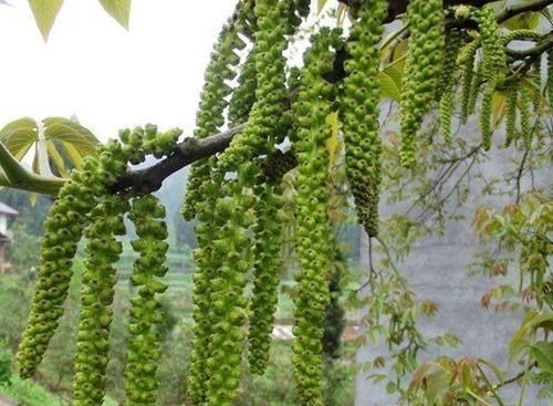 核桃花|长在树上无人识,晒干了58元一斤,人称“长寿菜”,如今都抢着要