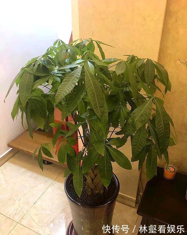 发财树长白斑,过一阵子就黄叶,用对处理方法,恢复油绿不黄叶!