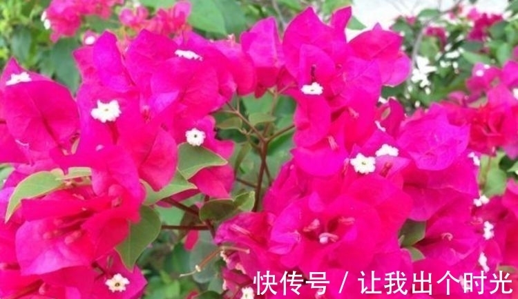 养花就养此款,花期长开花艳丽,一次开花上百朵,开花烂漫迷人