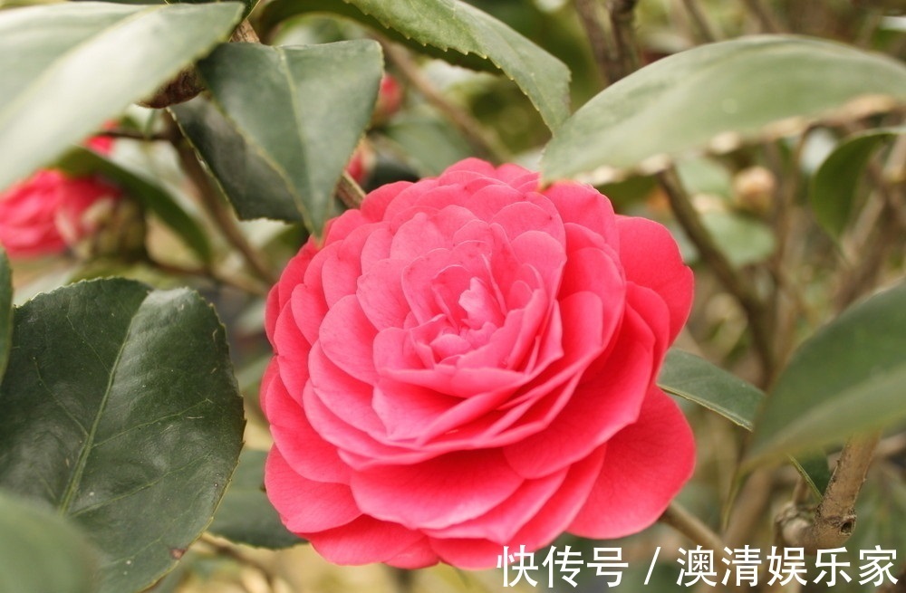 此花在冬春的时候开花,表带了最理想的爱,是很可爱的花