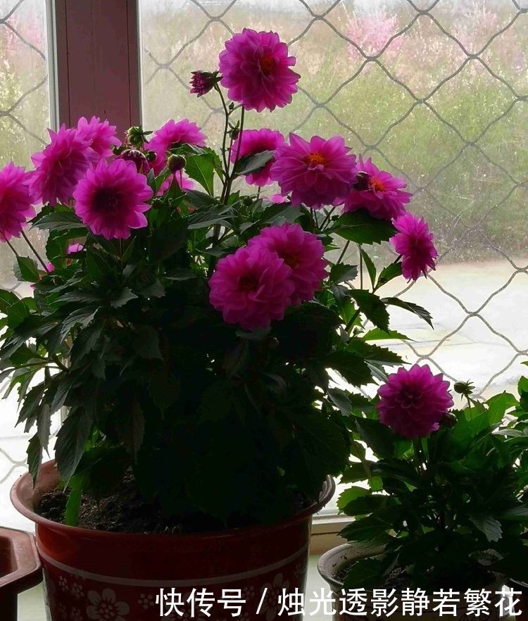 绿朝云|喜欢菊花,不如养盆“珍贵名菊”绿朝云,似惊鸿起舞,美丽优雅