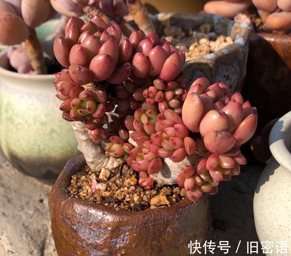 封闭的阳台上如何养出漂亮的红宝石？轻控肯定不行，试试这些技巧