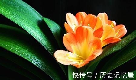 看君子兰的叶子，就知道缺啥，及时补，一片更比一片亮！