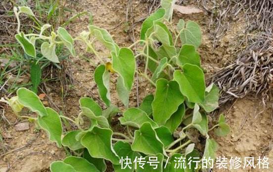 泡酒|农村最为神奇的野草,用它泡酒可以预防疾病,可祛湿缓解关节疼痛