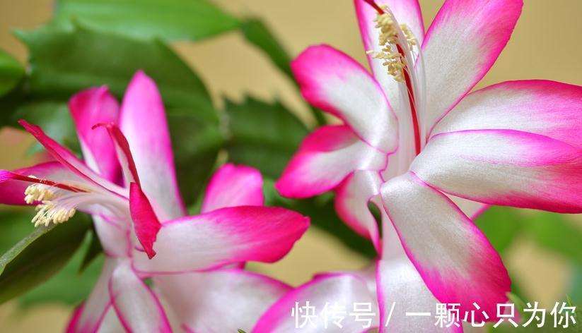 1种溶液养蟹爪兰,养分充足,开花满盆