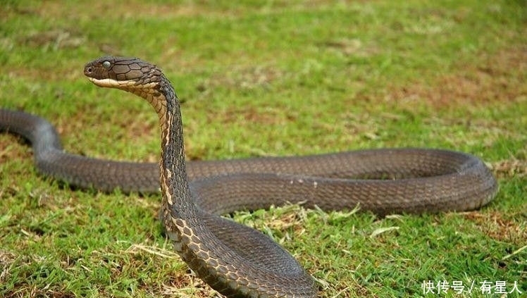 一克毒液比黄金还贵,中国境内能排上号的