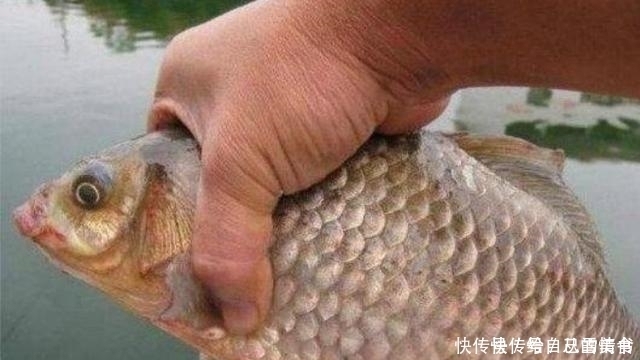 五月了,大板鲫只需照我说的钓,不吹不黑,鱼护爆满那都不是事