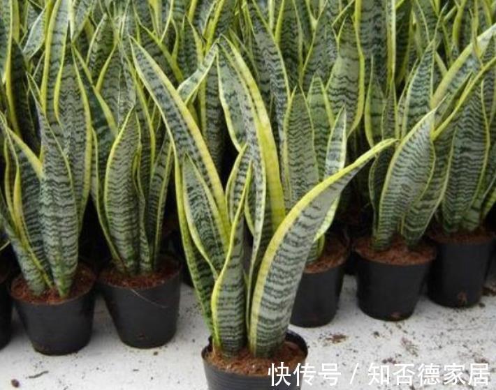 6种花真吉利,养在家里带来好兆头,长势健壮颜值高,值得拥有