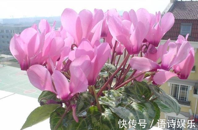 仙客来的冬天养殖禁忌,教你做好以下几点,爆芽爆花还能爆盆!