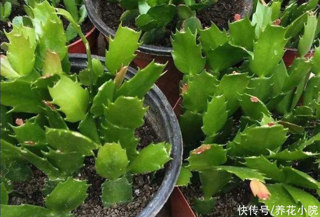 太阳花|4种漂亮的花,天热也能扦插,根本不用买