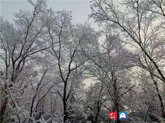 组图|组图｜淄博这场雪用实力说话 这些地方最美