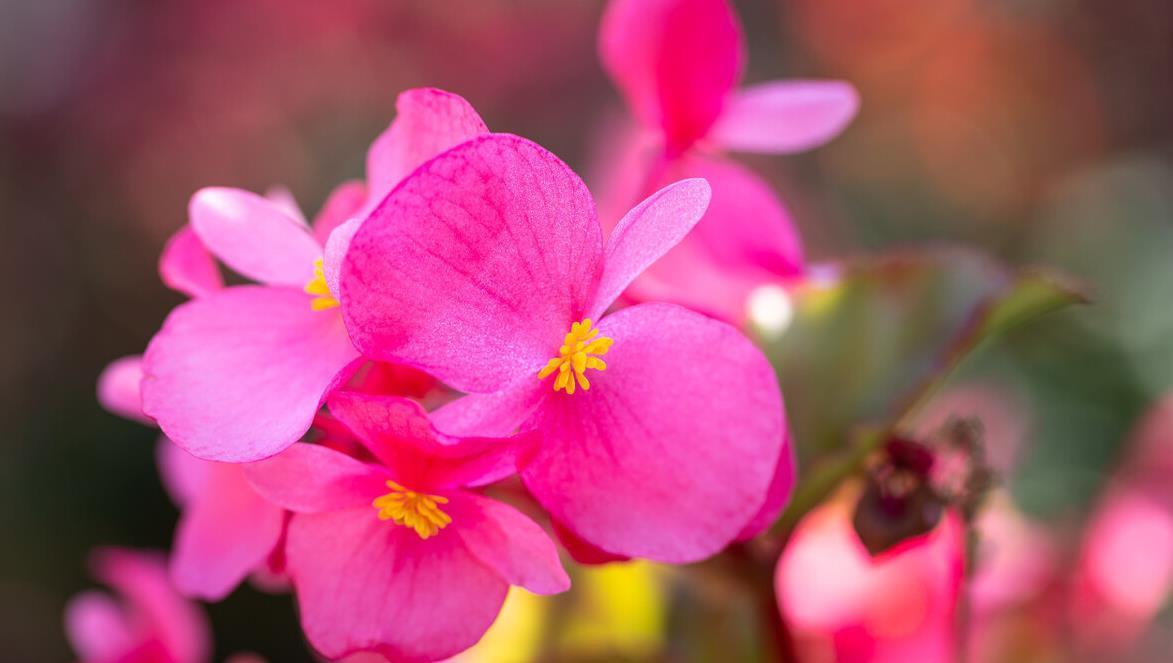 建议大家:逛花市碰到5种花,别犹豫,虽然便宜但巨好养