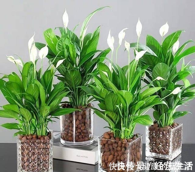 黄叶|这5种花，天生不能晒，一晒就黄了，不信你就试试！