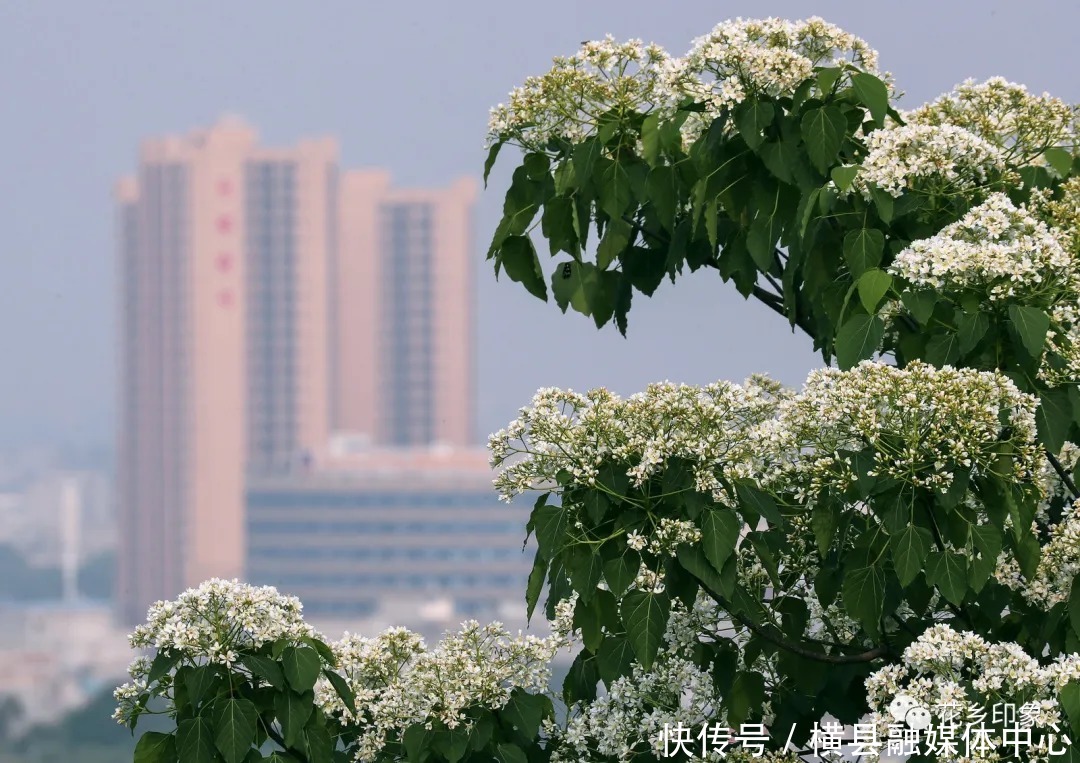 人间四月芳菲尽，梧桐花开正当时