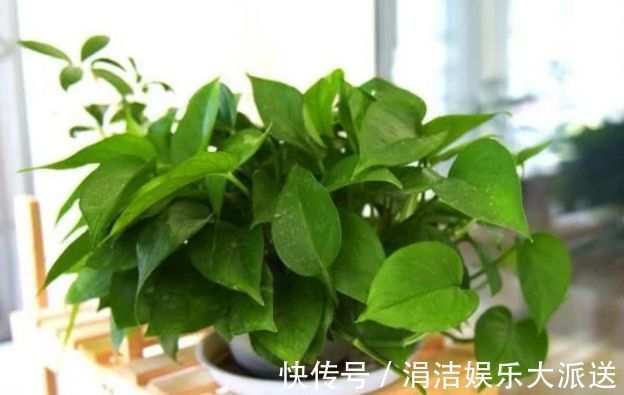 新手|此3种植物好看又好养,招财还旺宅,养花新手都能养爆盆