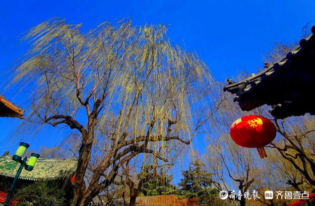 老年|就地过年春在身边｜牛年佳节春来早，济南趵突泉垂柳发新芽
