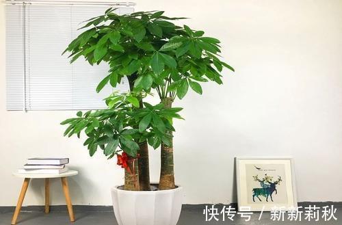 家里养花选它，小盆种少浇水，容易长满盆，适合新手！