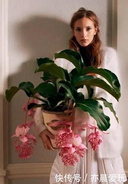 宝莲灯|送朋友一盆300块钱的花,结果被退回来了,一周成光杆,太难养了