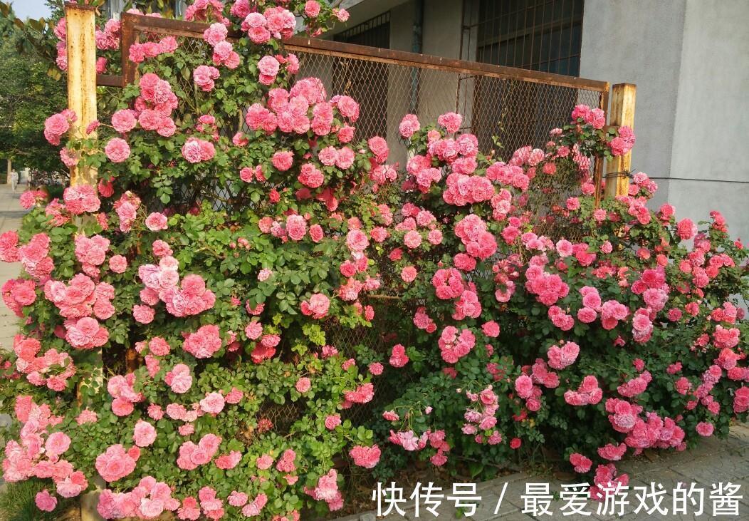 适合10月扦插的“5种花”,喜欢不要花钱买,几根枝条就能插一盆