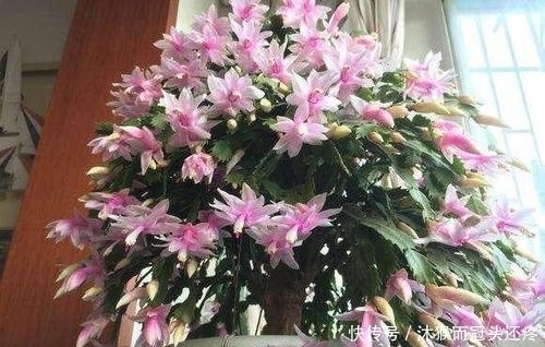 省心|3种盆栽花卉,好养又省心,大气又好看,是阳台盆栽佳品!