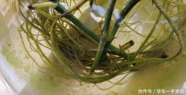 一种废水浇兰花，发芽多，五年养出200盆！