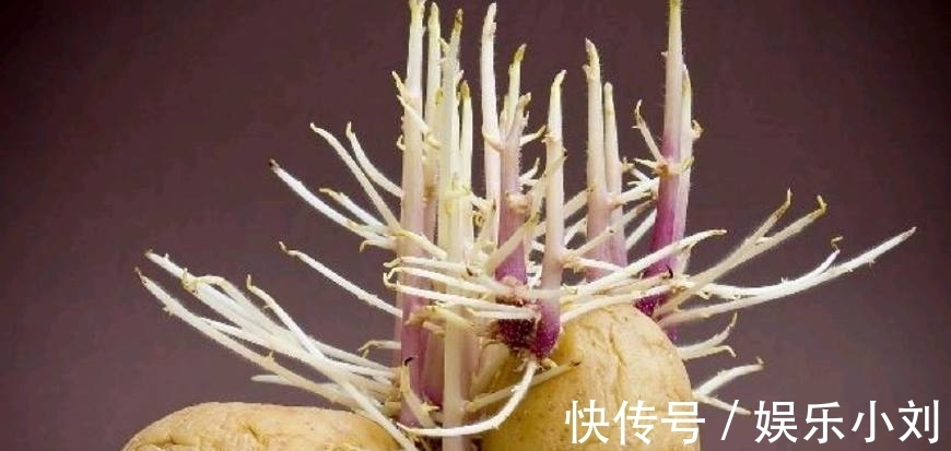 西红柿|10种常见食物的保存保鲜：活鱼离水也能活3小时