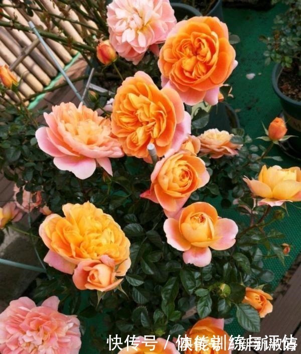 奥斯汀|他痴迷养花,露台养了100多盆花,盆盆美爆,惊艳全小区!