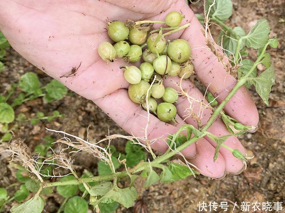 玉带|过去农村娃当零食吃,如今却常被认为有毒,实则价值很高,别浪费