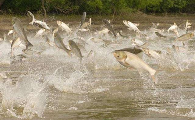 鲢鳙|手竿浮钓鲢鳙，看浮漂动作判断鱼层，这是连竿上鱼的关键