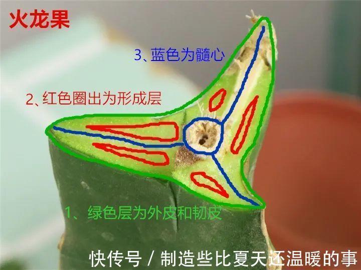 要点|养护蟹爪兰,要注意8个要点,才能开出仙气飘飘花