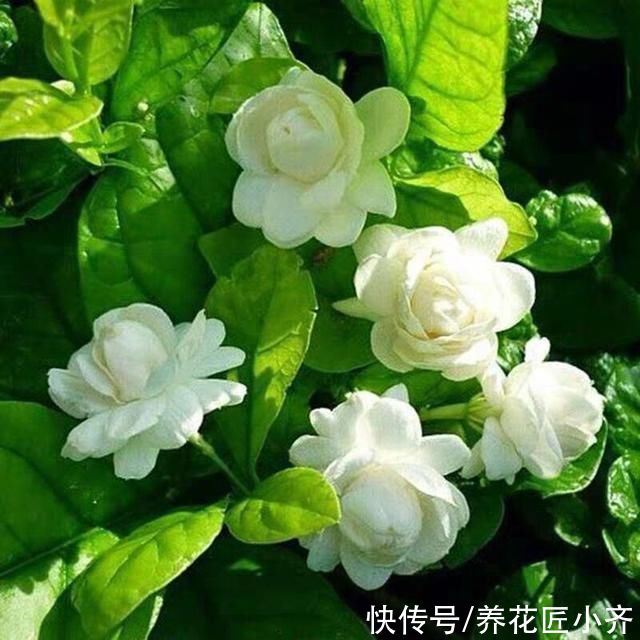 根系|虎头茉莉开花重瓣非常美，之所以多数人养不好，关键原因在这里