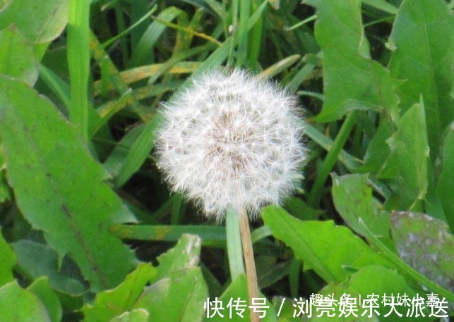 子宫|女人常用此物泡水喝,皮肤细腻,子宫越来越干净,远离妇科炎症