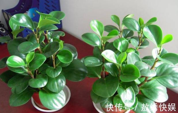 土壤贫瘠、结块，该怎么改善用上这“2种药”，养花没压力