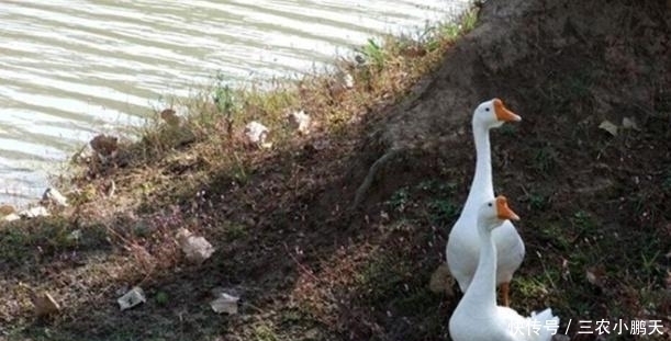 稻田边一草,味道熏人,鹅都不吃,却是头痛的良药,人称鹅不食