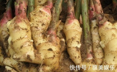 生姜性|生姜这样吃,体内的毒素全都排光光了,难怪医生天天吃它!