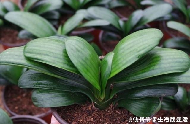 长势|家里4种生活“垃圾”,用来养君子兰,植株长得油绿光亮!