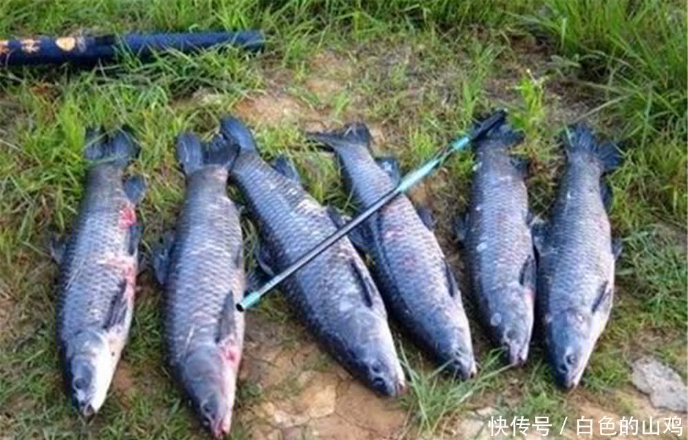 跑铅钓|跑铅钓法不是只有一种，夏季钓大鱼时，这些跑铅钓经常会“出场”