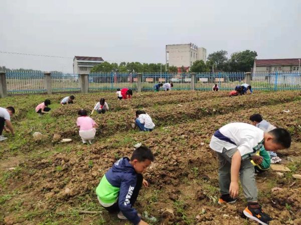 三桥镇中心学校开展劳动实践活动