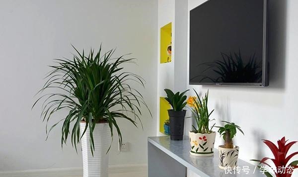 养花杀手的“臭毛病”,怪不得养一盆死一盆,看看你占了几种!