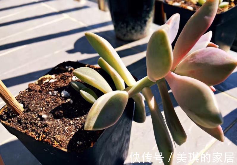 肉肉|多肉徒长别再丢了,教你2个技巧,学会了肉肉繁殖快,一盆变多盆