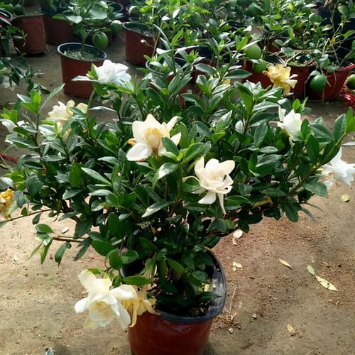 栀子花不开花?不懂它的习性瞎养,买多少也养不好