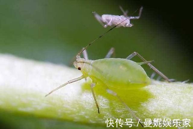 花盆|花盆里有小虫子,只需4个小方法,不用喷药,一只不剩,干干净净