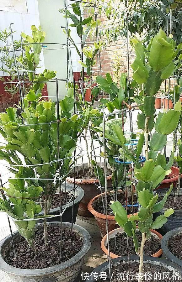 蟹爪兰|立秋之后,蟹爪兰这么养,叶子厚又亮,开花大爆发