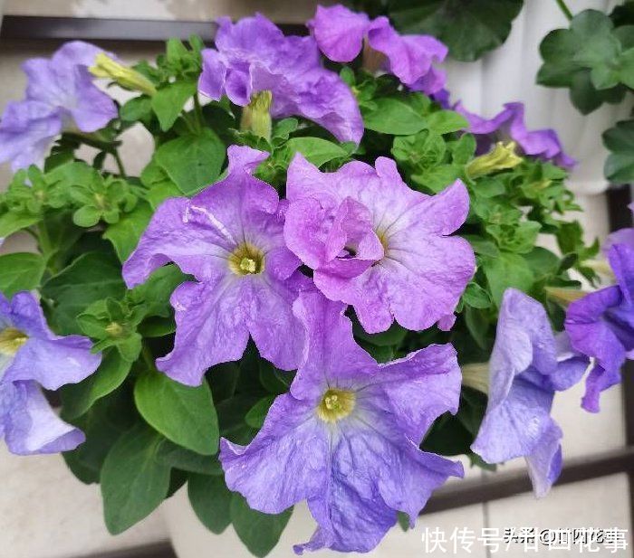 磷酸二氢钾，是养花“双刃剑”，用好了花多色艳，用不好伤害植株