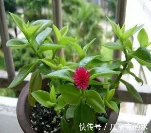 人养花,花亦养人!8种能“吃”的花,漂亮又美味,建议养一盆!