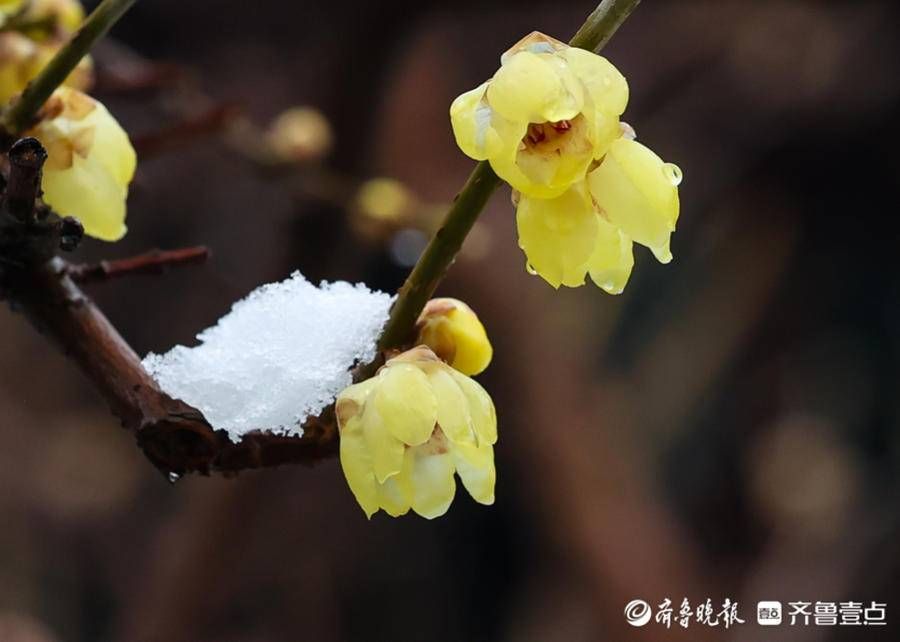 stmuthpc1800|飞雪迎春来，腊梅凌寒开