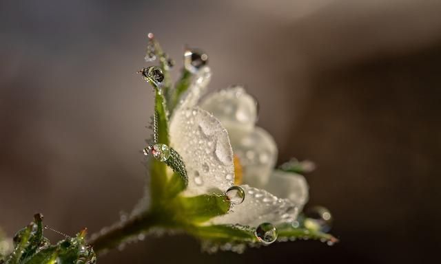 帝王|古代帝王喝的“甘露”为何物?真相让人想吐