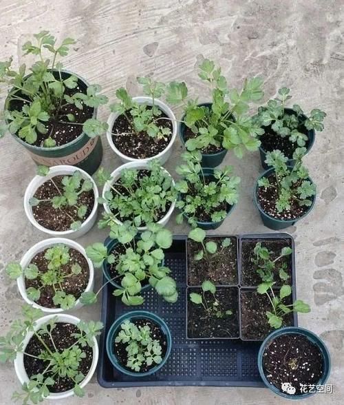 最美“芹菜花”,土里埋两个爪子,3日爆芽,养着养着就开满盆!